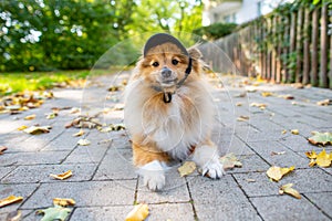 A close up of a cute Shetland Sheepdog with a black cappy