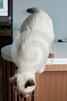 Close up cute siamese cat