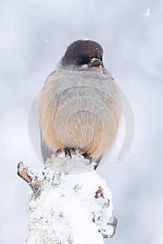 A close-up of a cute Siberian jay, Perisoreus infaustus, during a heavy snowfall