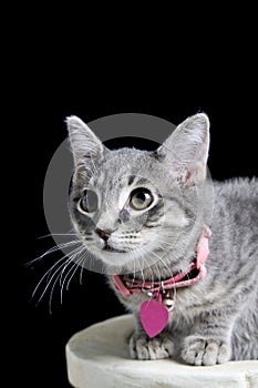 Close up of cute silver kitten sitting on white table ready to pounce