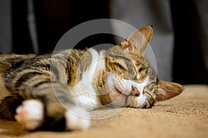 Close up of cute sleeping cat