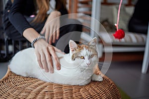 Close up of a cute sleeping kitty-cat in the woman& x27;s hands. Woman stroking her lovely little pet. Indoor.