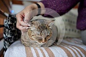 Close up of a cute sleeping kitty-cat in the woman& x27;s hands. Woman stroking her lovely little pet. Indoor.