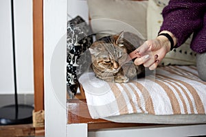 Close up of a cute sleeping kitty-cat in the woman& x27;s hands. Woman stroking her lovely little pet. Indoor.