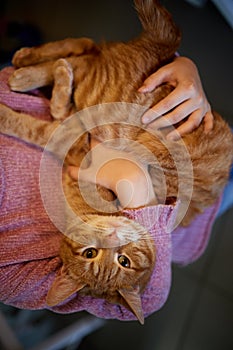 Close up of a cute sleeping kitty-cat in the woman's hands. Woman stroking her lovely little pet. Indoor.