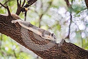 Close-up cute small squirrel lay down on tree branch and enjoy eating nut with with blurred background, chatuchak park, Bangkok,