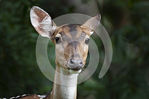 Close-up of cute spotted fallow deer