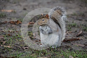 Close up of cute squirrel sitting on ground