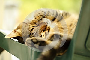 Close up of a cute tabby cat, sleeping outside on a green plastic chair with the paw over her head