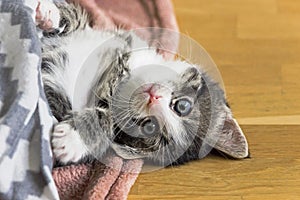 Close up of cute tabby kitten playing on carpet