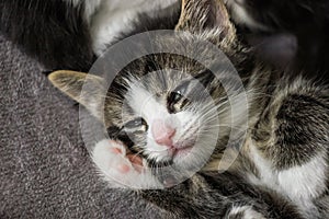 Close up of cute tabby kitten sleeping on carpet