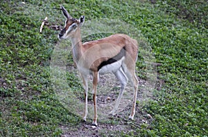 Close up of a cute Thomson`s Gazelle standing on the ground
