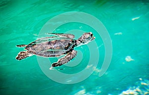 Close up of cute turtle