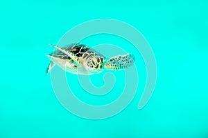 Close up of cute turtle