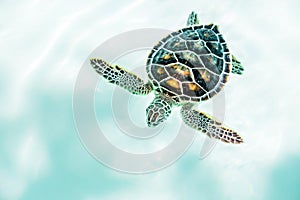 Close up of cute turtle