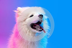 Close-up cute white beautiful Samoyed dog posing isolated on blue background in pink neon light.