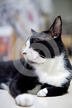 Close up a cute white black cat sitting on the floor in a room