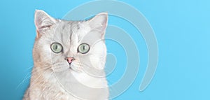 Close up of cute white british cat on a blue wide background,