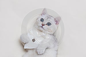 Close up cute white British kitten on a white knitted blanket, with a white textile heart, holds in its paws