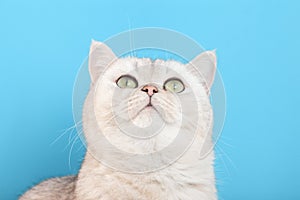 Close up of cute white cat on a blue background,