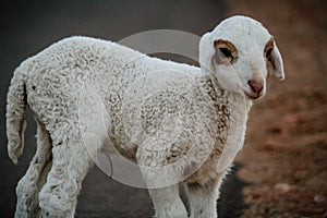 Close Up of Cute White indian Sheep