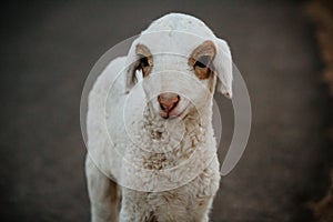 Close Up of Cute White indian Sheep