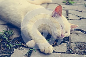 Close up cute white kitten cat sleep on cement floor vintage ton