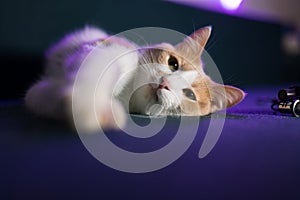 close-up Cute white and red kitten on a blue sofa