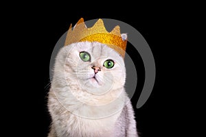 A close-up of a cute white royal cat in a golden crown, sitting on black background