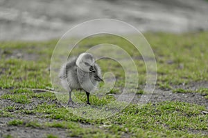 Close-up of a cute wild baby Canada goose, Branta canadensis, in its early days on a grassy surface.