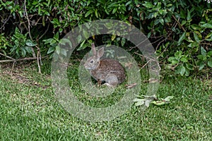 Close-up of a cute wild brush rabbit in Goleta, California
