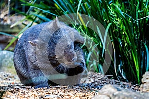 Close up of cute wombat - marsupial