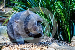 Close up of cute wombat - marsupial photo