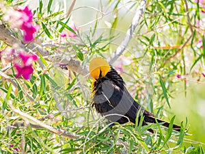 Close up of a cute Yellow-headed blackbird