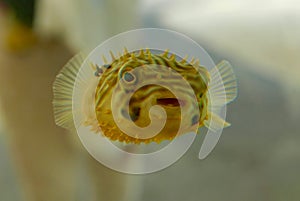 Close up of cute yellow puffer fish