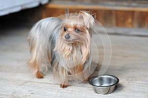 Close Up Cute Yorkshire Terrier