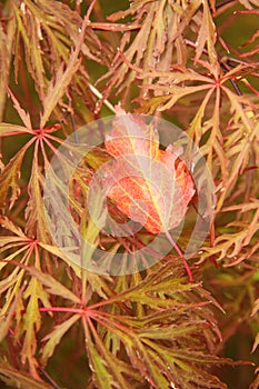 Close up on cutleaf Maple leaves in fall