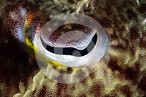 Close Up of Cuttlefish Eye