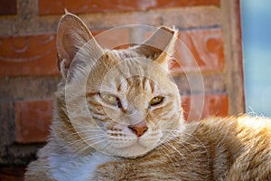 Close up of cuty chubby orange domestic cat lies on the brick wall photo