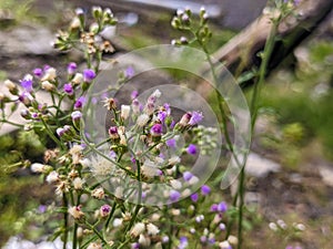 A close up of Cyanthillium cinereum