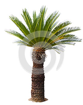 Close up Cycad palm tree isolated on white background usefor gar