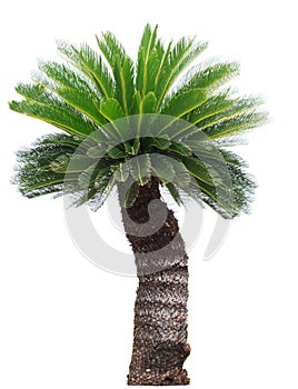Close up Cycad palm tree isolated on white background usefor gar photo