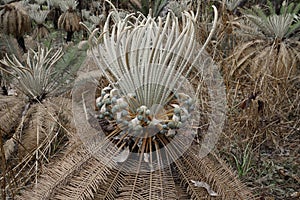 Close up of Cycad plant with seeds in Litchfield National Park