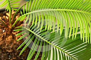 A close-up of a Cycus palm leaf