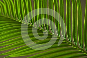 A close-up of a Cycus palm leaf