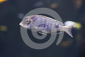 Close up on Cynotilapia afra Dogtooth Cichlid