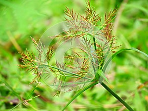 Close up Cyperus congestus or Mariscus congestus in the fields