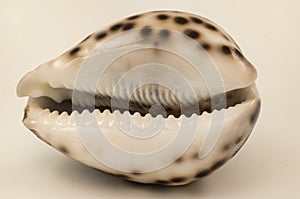 Close-up of Cypraea tigris, commonly known as the tiger cowrie