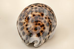 Close-up of Cypraea tigris, commonly known as the tiger cowrie