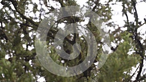 Close-up of cypress branches with cones, focus and unfocus details